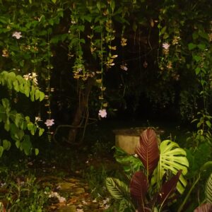 Casa Clara Cosmic Milkshake Yaka Tree with Flowers